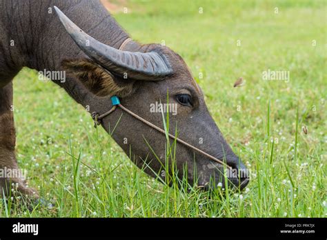 Female Water Buffalo Hi Res Stock Photography And Images Alamy