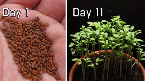 How Cress Grow From Seeds 11 Days In 2 Minutes Timelapse Youtube