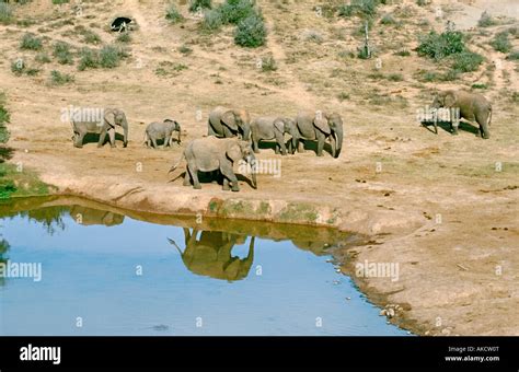 African Elephants, South Africa Stock Photo - Alamy