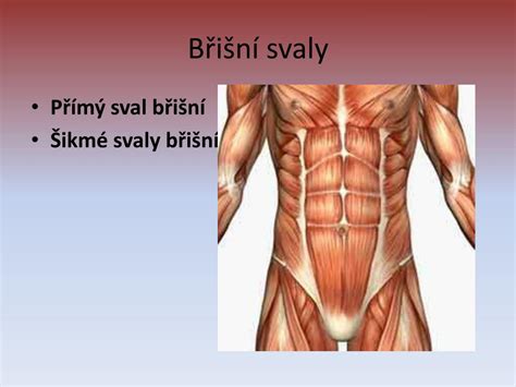 PPT ANATOMIE ČLOVĚKA PowerPoint Presentation free download ID 5883191