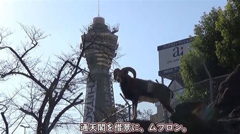 大阪の天王寺動物園へ行ってきた 超高層ビルを背景にたくさんの動物たちがくつろいでかっこいいしかわいいの声 ニコニコニュース オリジナル