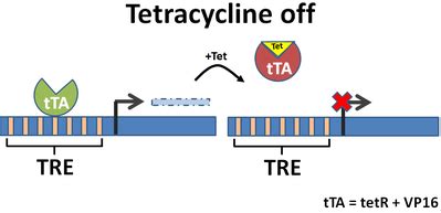 Addgene Tetracycline Inducible Expression