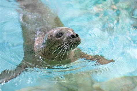 Transformative new seal habitat, "PInniped Cove," debuts