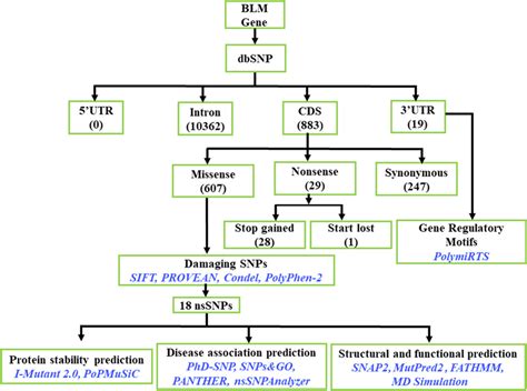 Flow Chart Of The In Silico Analysis Of Pathogenic Snps In The Blm Gene