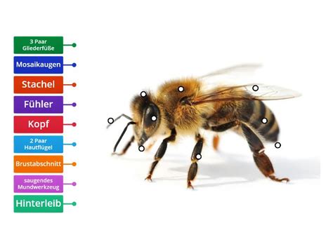 Der Biene Beschriftetes Diagramm