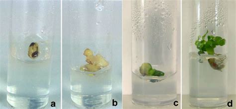 Plant Embryo Culture