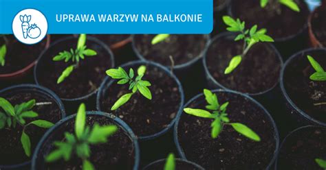 Jak Uprawia Warzywa Na Balkonie