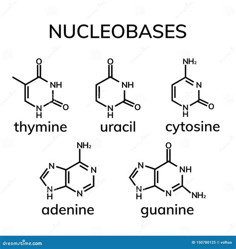 Pyrimidine And Purine Nucleosides Cartoon Vector | CartoonDealer.com ...