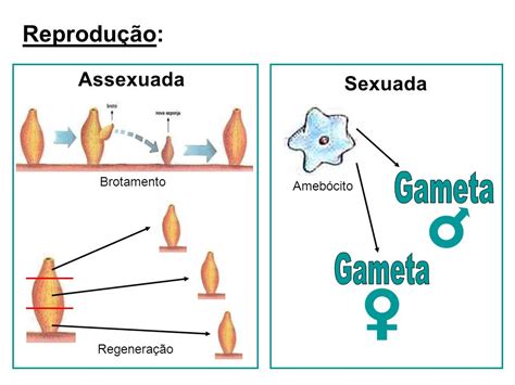 Reprodução Comparada Guia Completo Do Tema