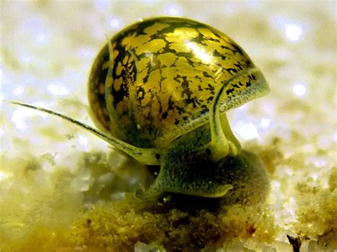 Bladder Snails 101 Comprehensive Guide For Aquarium Health