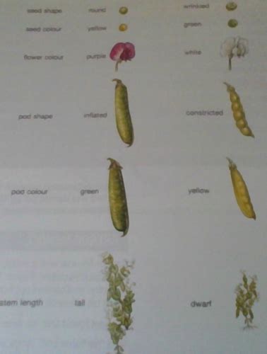 Gcse Biology Unit Variation And Selection Genes And