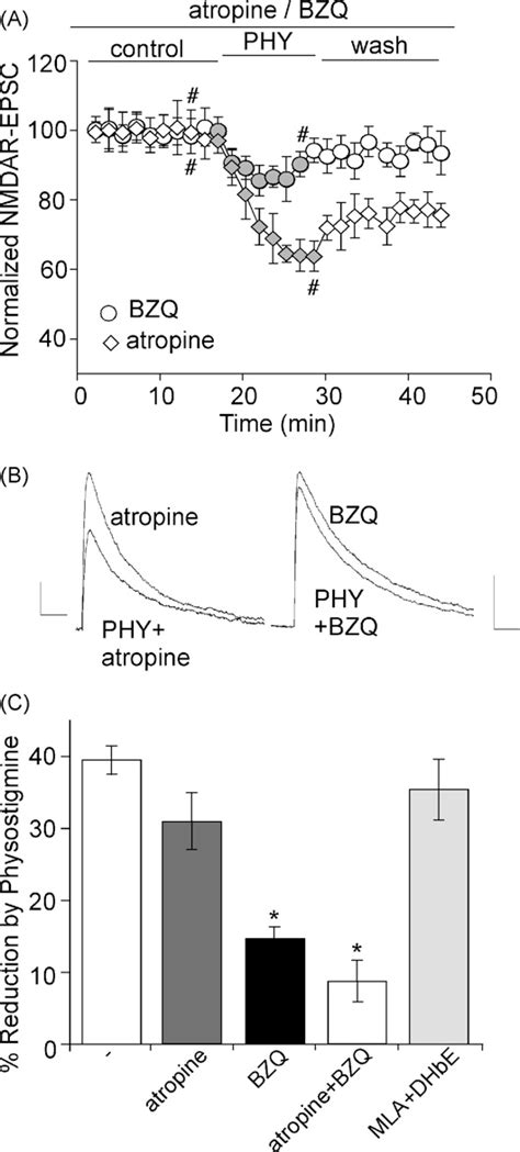 Figure 2 From Regulation Of The NMDA Receptor Mediated Synaptic