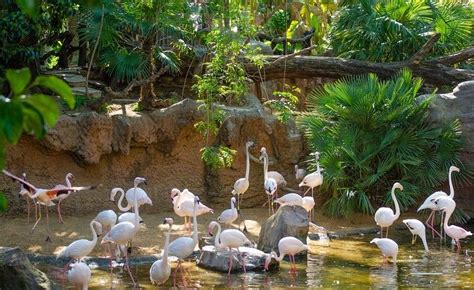 Bioparc Fuengirola Se Convierte Este A O En El Nico Punto De La