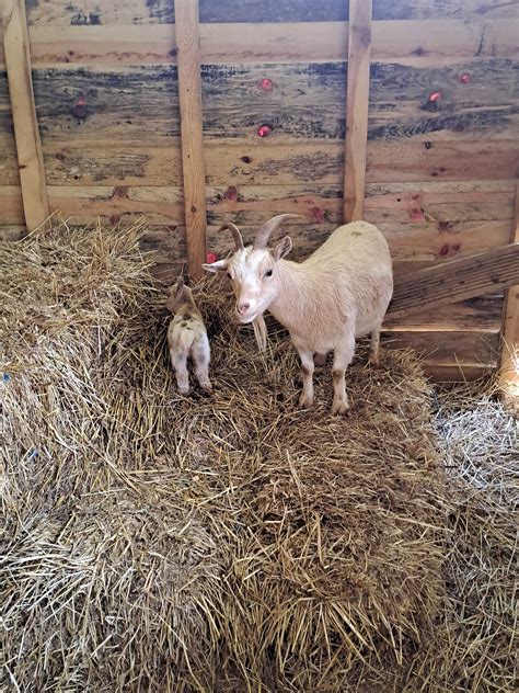 Cabras An S Azambuja Azambuja Olx Portugal