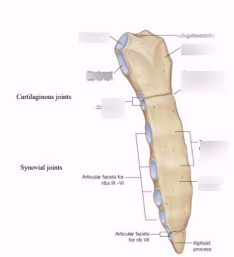 rib anatomy Diagram | Quizlet