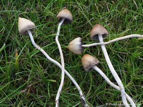 Psilocybin Semilanceata