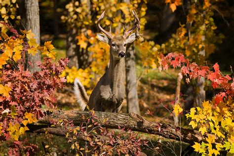 White Tailed Deer Mike Lentz Nature Photography