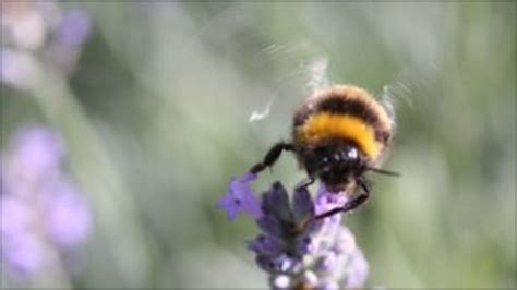 Dounreay Turns To Flower Power To Aid Bumblebees Bbc News