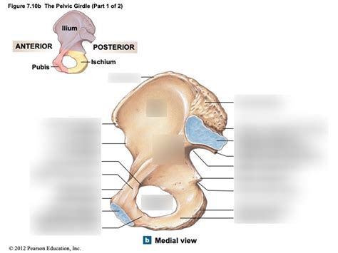 Medial View Of Pelvic Girdle Diagram Quizlet