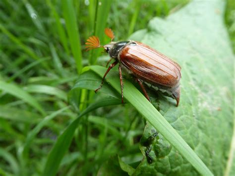 Free Images Nature Flower Spring Green Insect Bug Botany Fauna