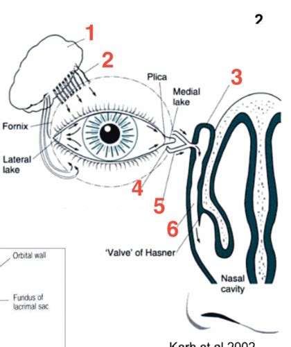 Lecture 2 Lacrimal System Anatomy Flashcards Quizlet