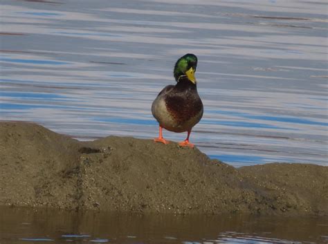 eBird Québec Checklist 24 Oct 2023 Embouchure Rivière Etchemin 14