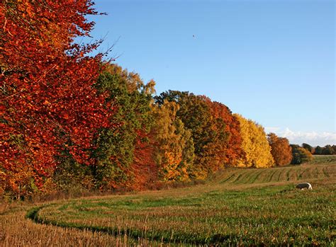 Pictures Autumn Nature Fields Trees Seasons