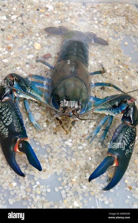 Large Australian yabby Stock Photo - Alamy