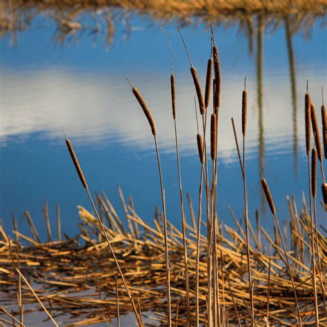 How To Kill Cattails In A Pond Your Options Pondmedics Clip Art