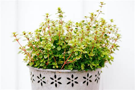 Thyme Plant Propagation