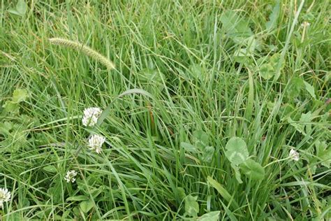 Yellow Bristle Grass Weed Control Bayer Crop Science New Zealand