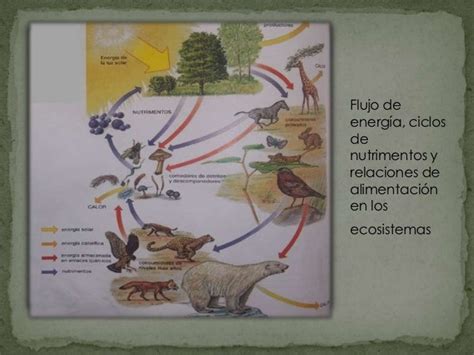 Cómo Funcionan Los Ecosistemas