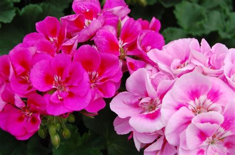 Pelargonium X Hortorum Tango Zonal Geranium Garden Center Marketing