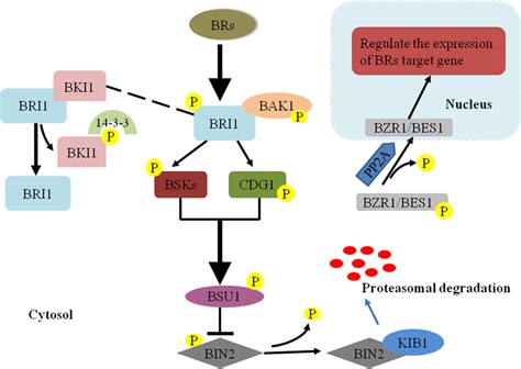 Model Of The Signaling Pathway Of Brassinosteroids Brs In