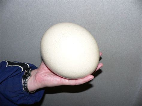 How to Cook an Ostrich Egg - Delishably