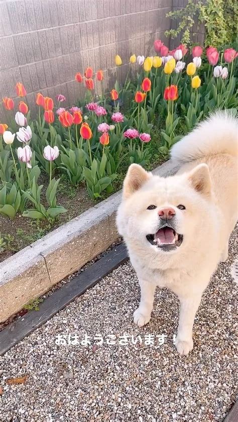 水谷雅子さんのインスタグラム動画 水谷雅子instagram 「名古屋24℃☀️ おはようございます！ 今朝は清々しい晴れ。 朝から暖かい日差しが降り注いでいます。 日中は初夏の陽気に