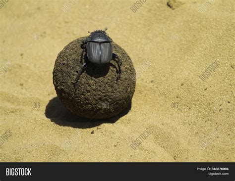 Dung Beetle Know Image & Photo (Free Trial) | Bigstock