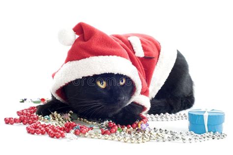 Cat Santa Claus Stock Photo Image Of Outfit Gift Studio 26913410