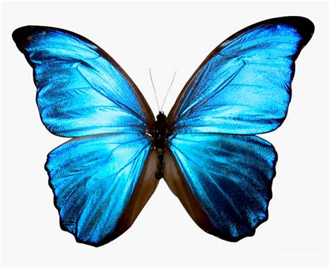 Edit Your Transparent Background Blue Butterfly Images With Different