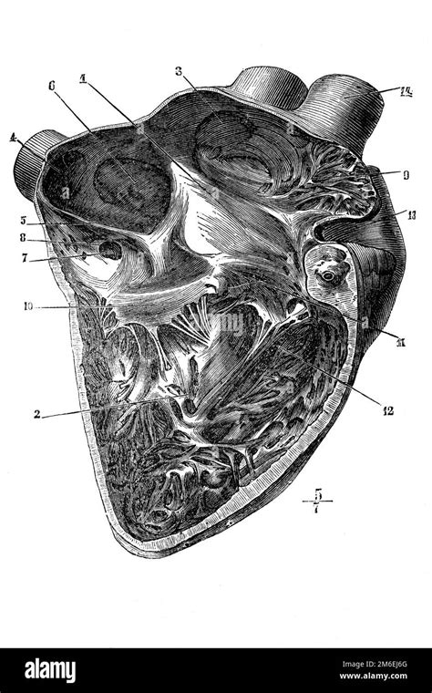 Anatomie Du Coeur Humain Banque Dimages Noir Et Blanc Alamy