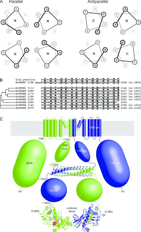 The Coiled Coils Of TRPM Channels A Helical Wheel Representation Of