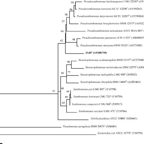 Neighbour Joining Tree Based On Nearly Complete S Rrna Gene