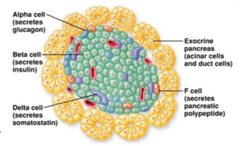 Endocrine Pancreas Flashcards Quizlet