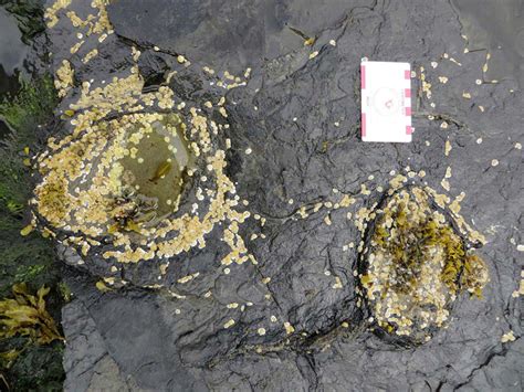 Paleontologists Find New Dinosaur Tracks On Scotland’s Isle Of Skye Paleontology World