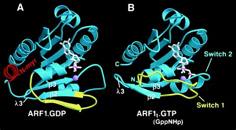 Snapshots Of Arf Cell