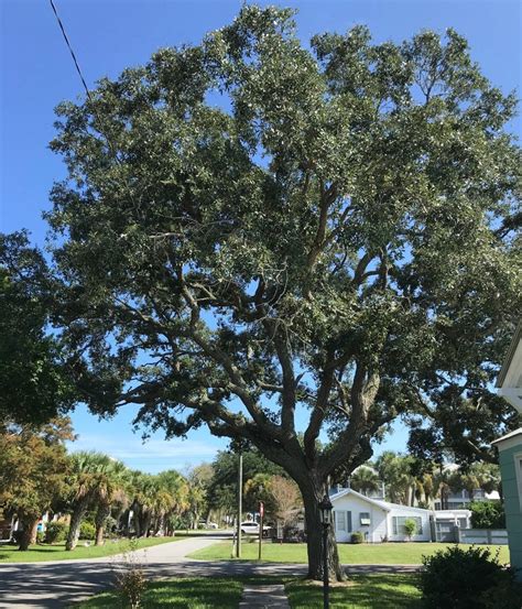 SOUTHERN LIVE OAK Acorns Seeds Quercus Virginiana - Etsy