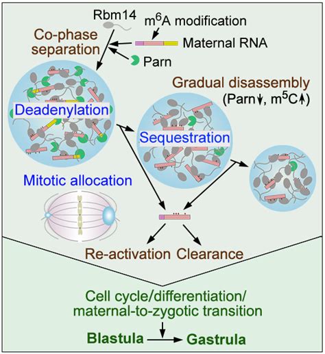 Maternal MRNA Deadenylation And Allocation Via Rbm14 Condensates