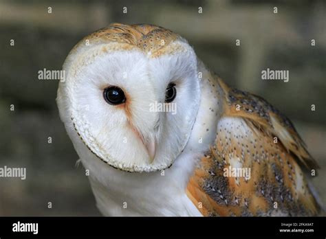 Owl Wing Feathers Close High Resolution Stock Photography and Images ...