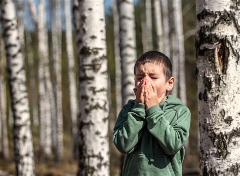 Allergies après les pollens de bouleau alerte sur les graminées en