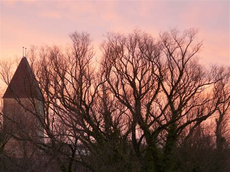 Bildet Landskap Tre Natur Gress Gren Vinter Sky Anlegg Himmel